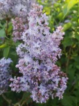 Preview: Fliederblüten Bio-Qualität zum Räuchern (Syringa)